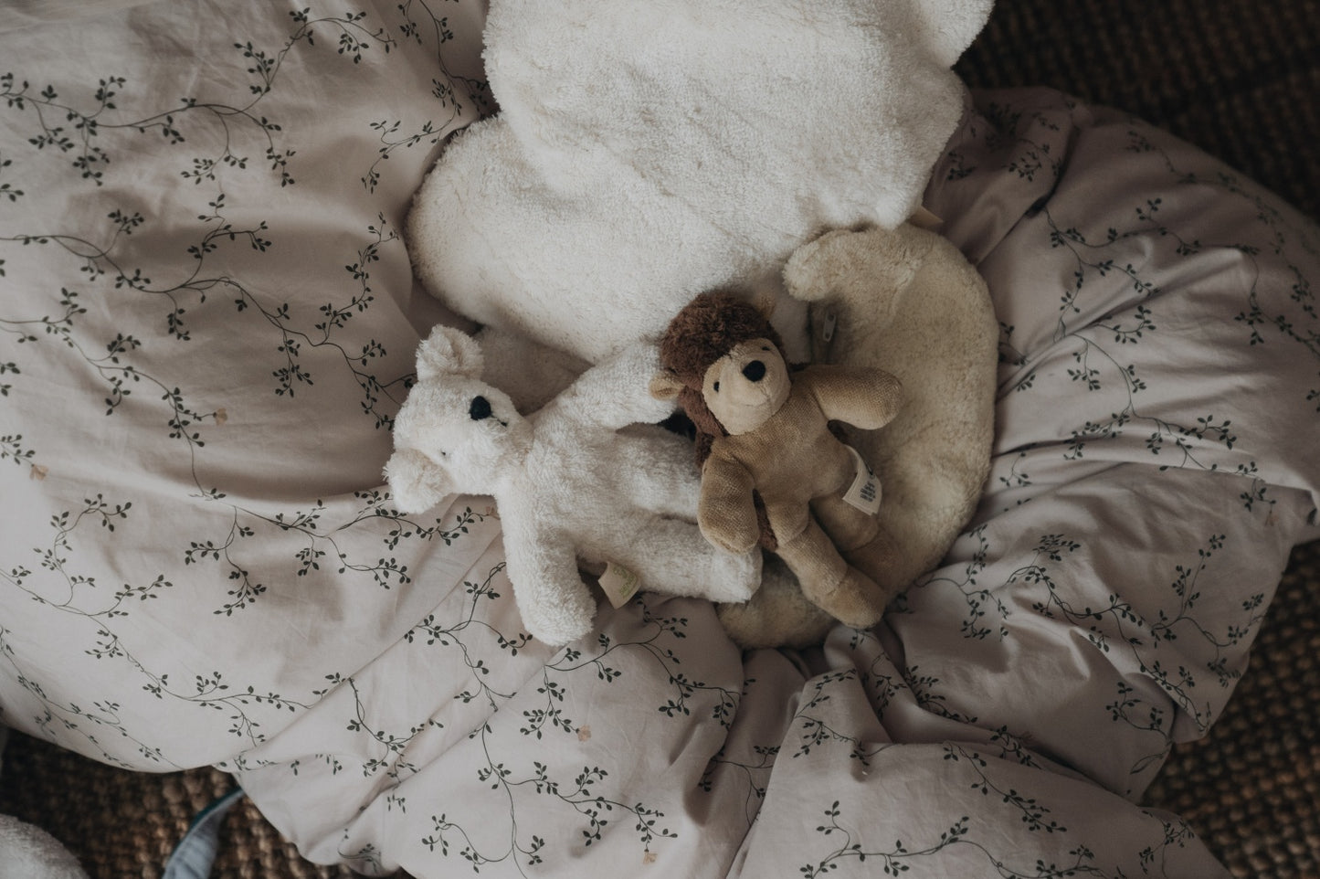 Animal Baby Hedgehog