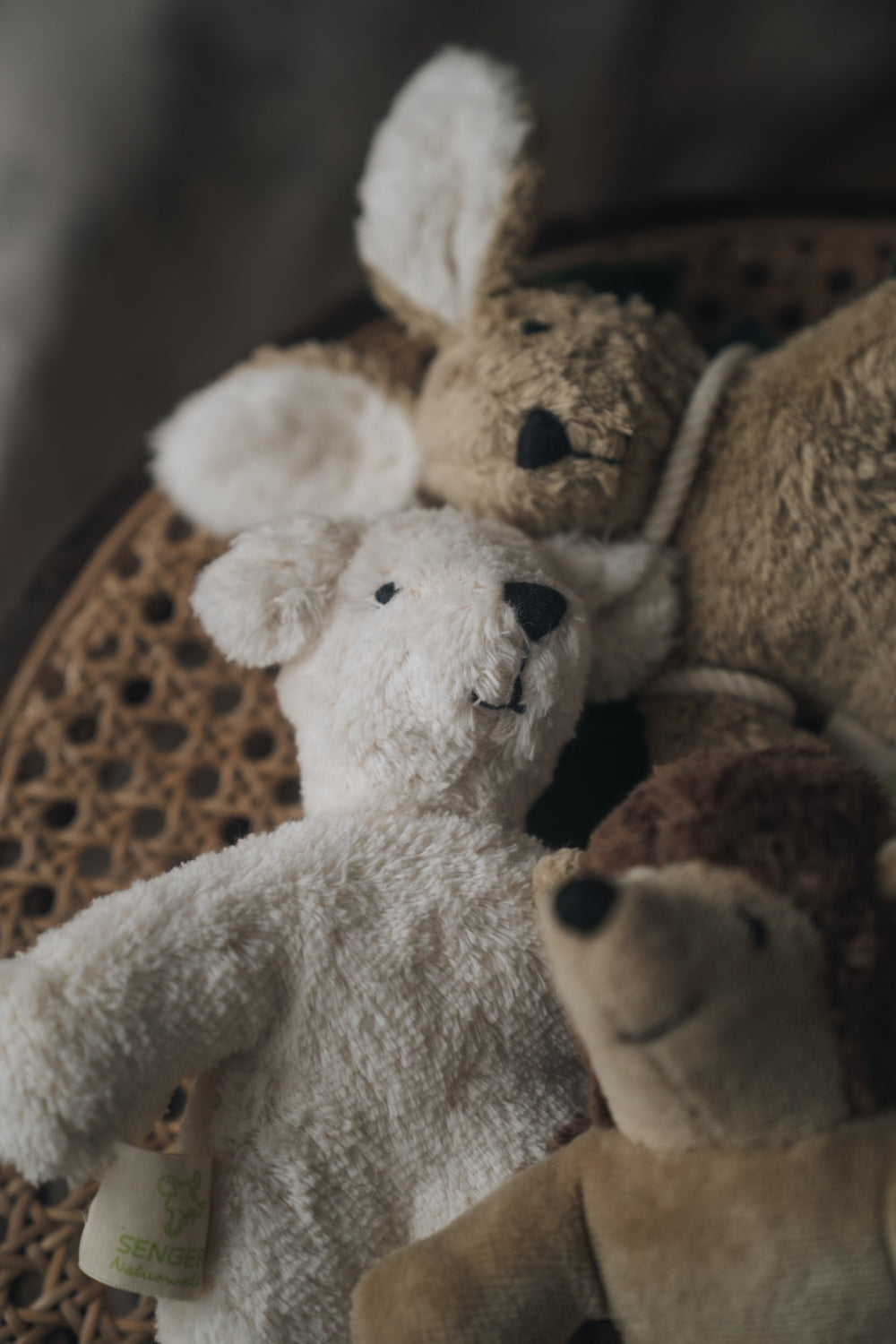 Animal Baby Hedgehog