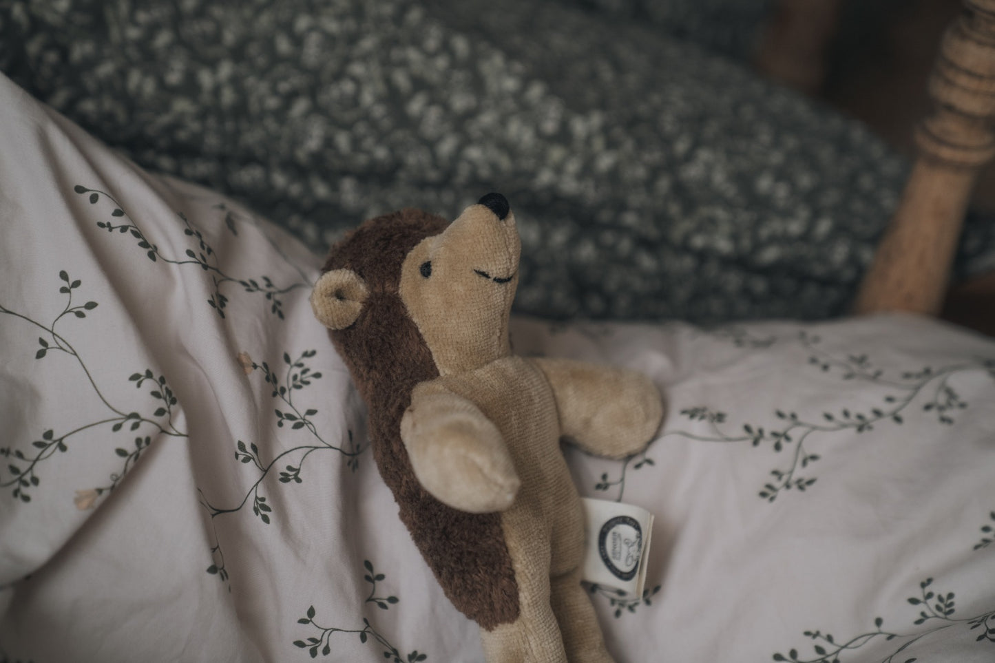 Animal Baby Hedgehog