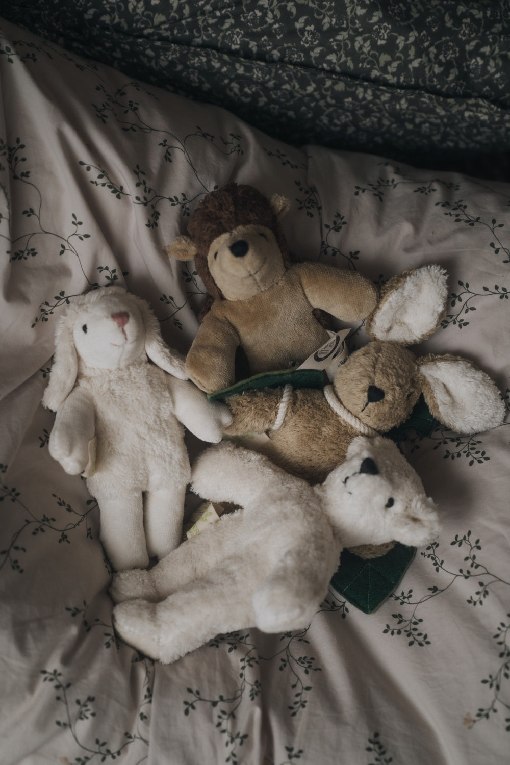 Animal Baby Hedgehog