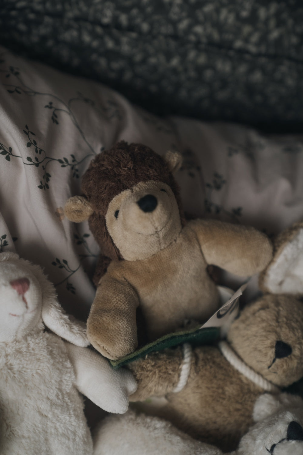 Animal Baby Hedgehog