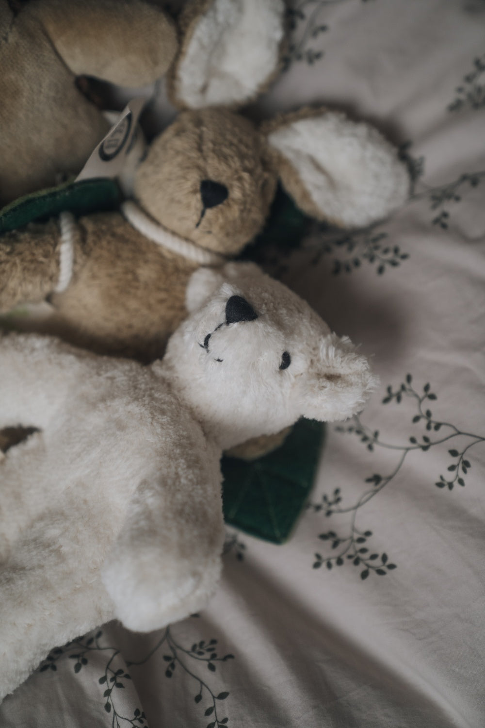 Animal Baby Bear / white