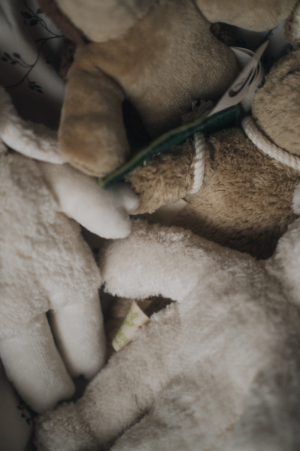 Animal Baby Bear / white